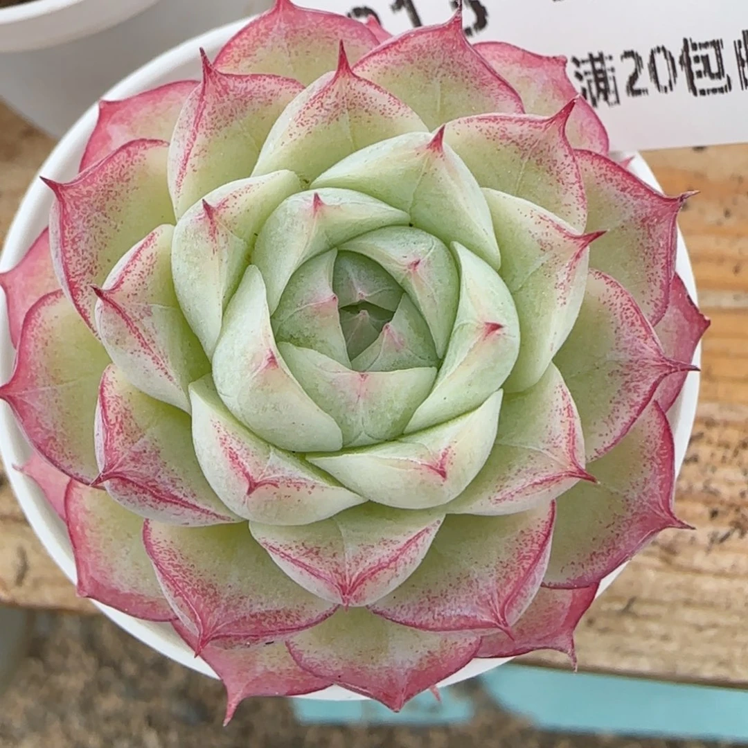 花语逸镜0215-213