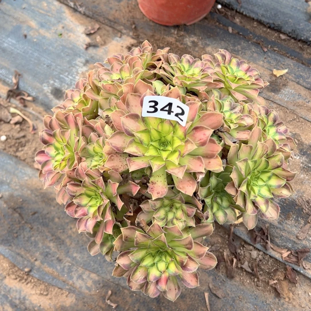 多肉植物韶华342号