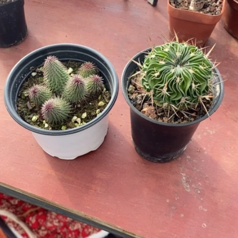 什***王仙人球组合2颗仙人球