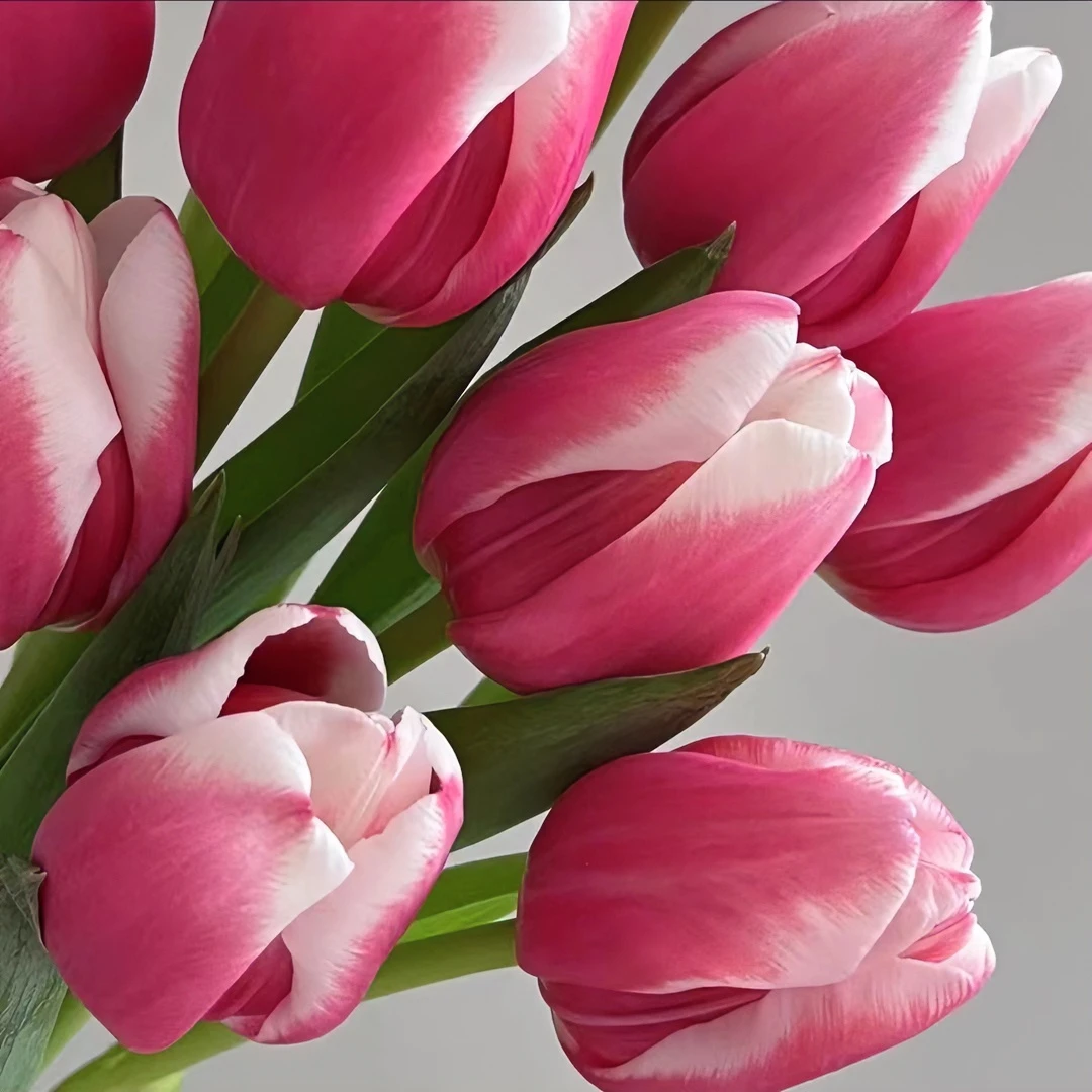 郁金香红兔子东北鲜花基地发货顺丰包邮节日花束养护观赏浪漫优质