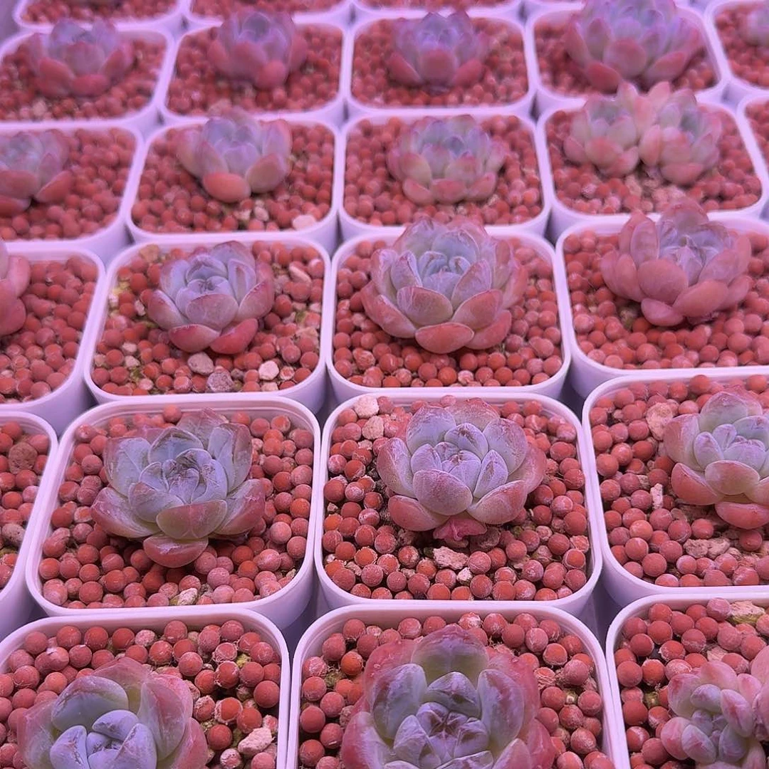 厚梦20颗一组一物一拍