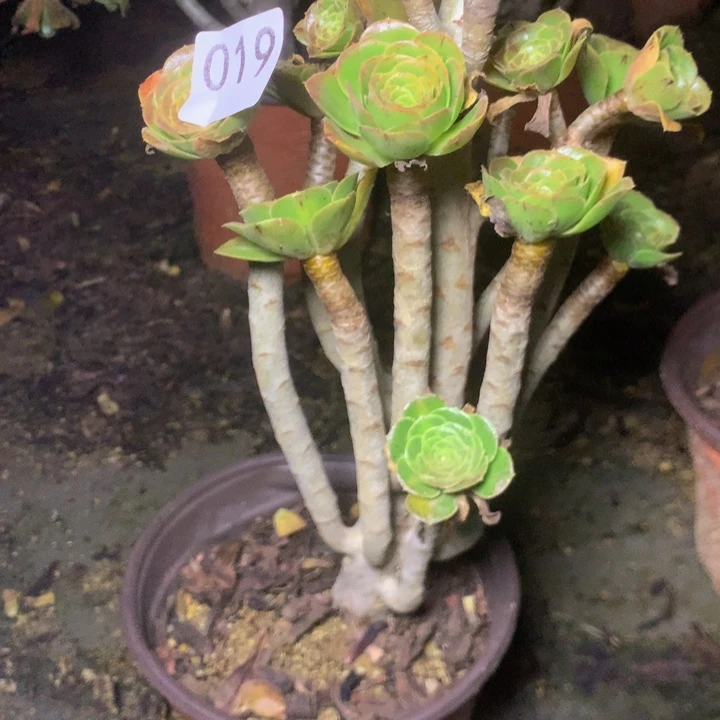 019原始多多肉植物