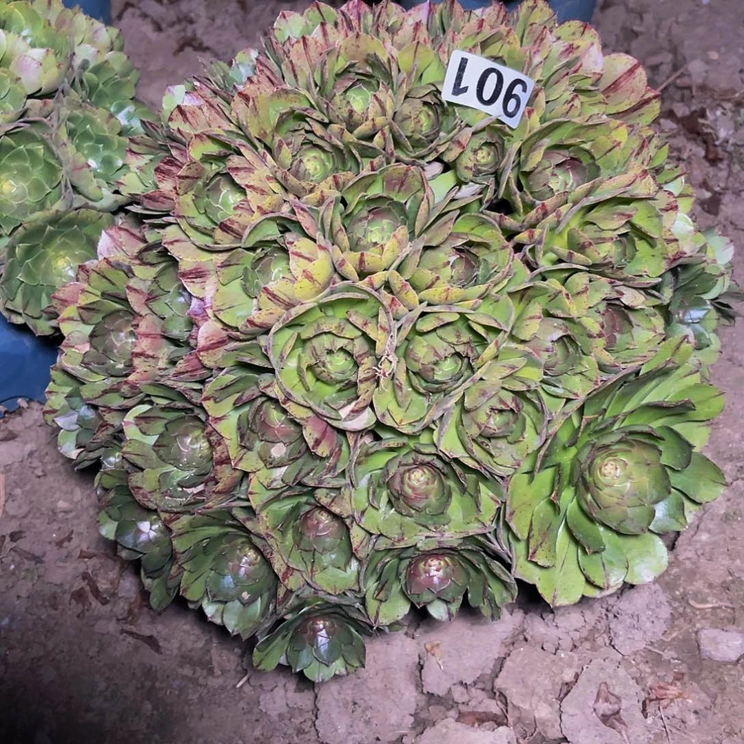 万圣节拉丝14-8包邮法师