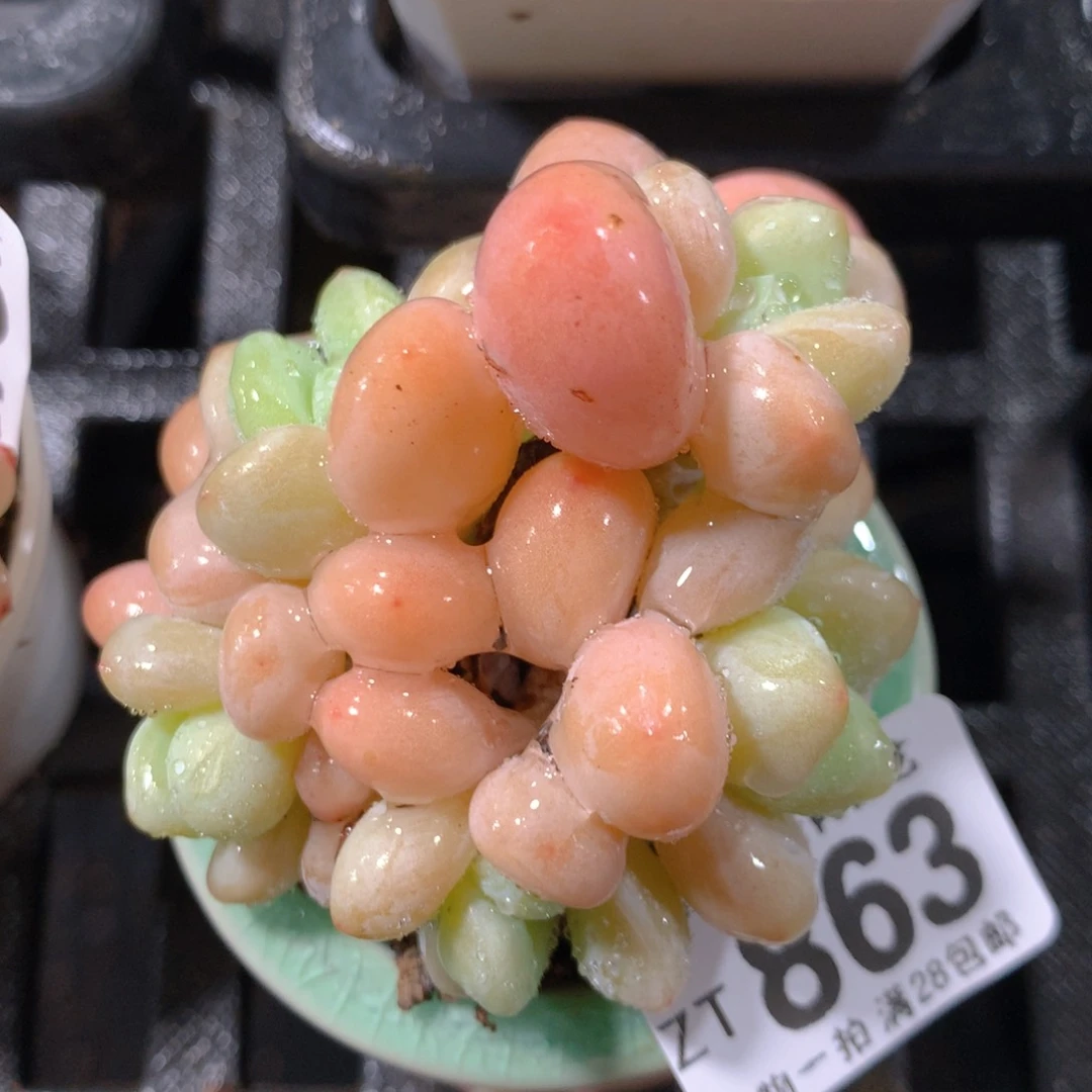 5CM拇指盆精控多肉ZT863