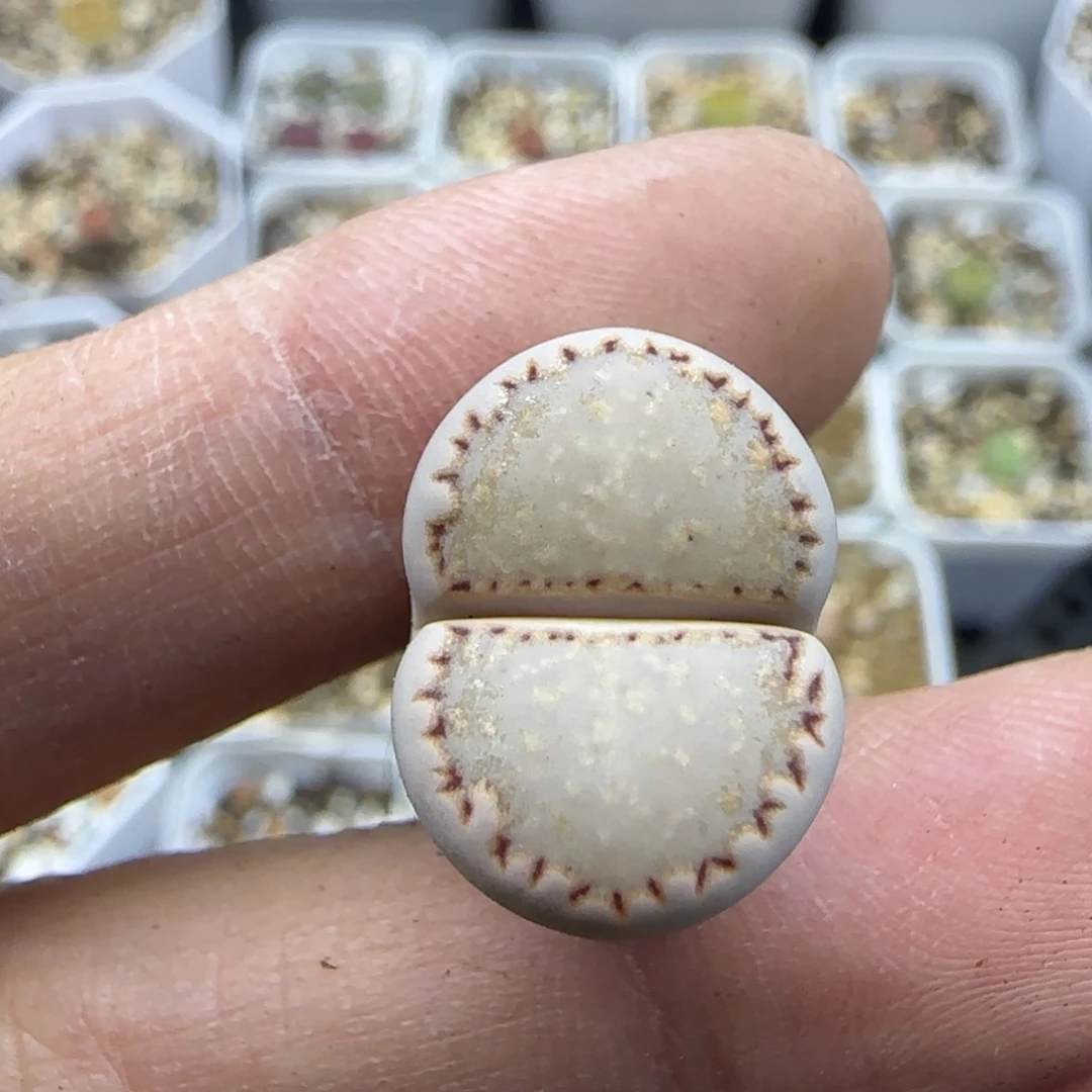 179饼干清框福利30包邮