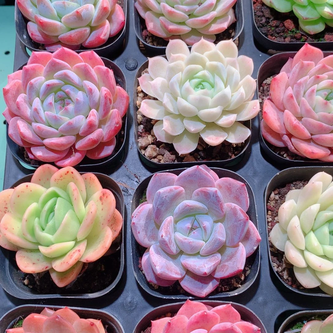 24-量拍品质保证多肉带盆16颗全单头