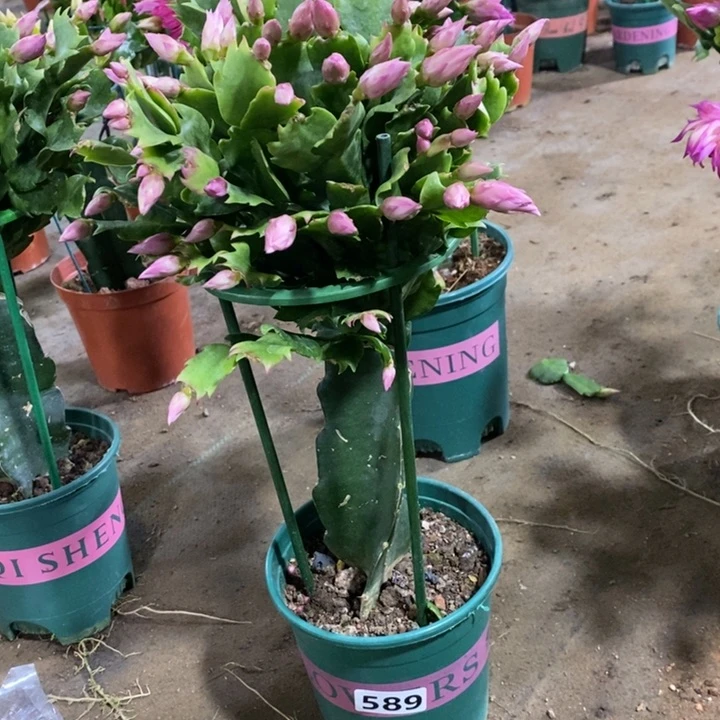 大部分花苞少量开放༺****༻589嫁接073