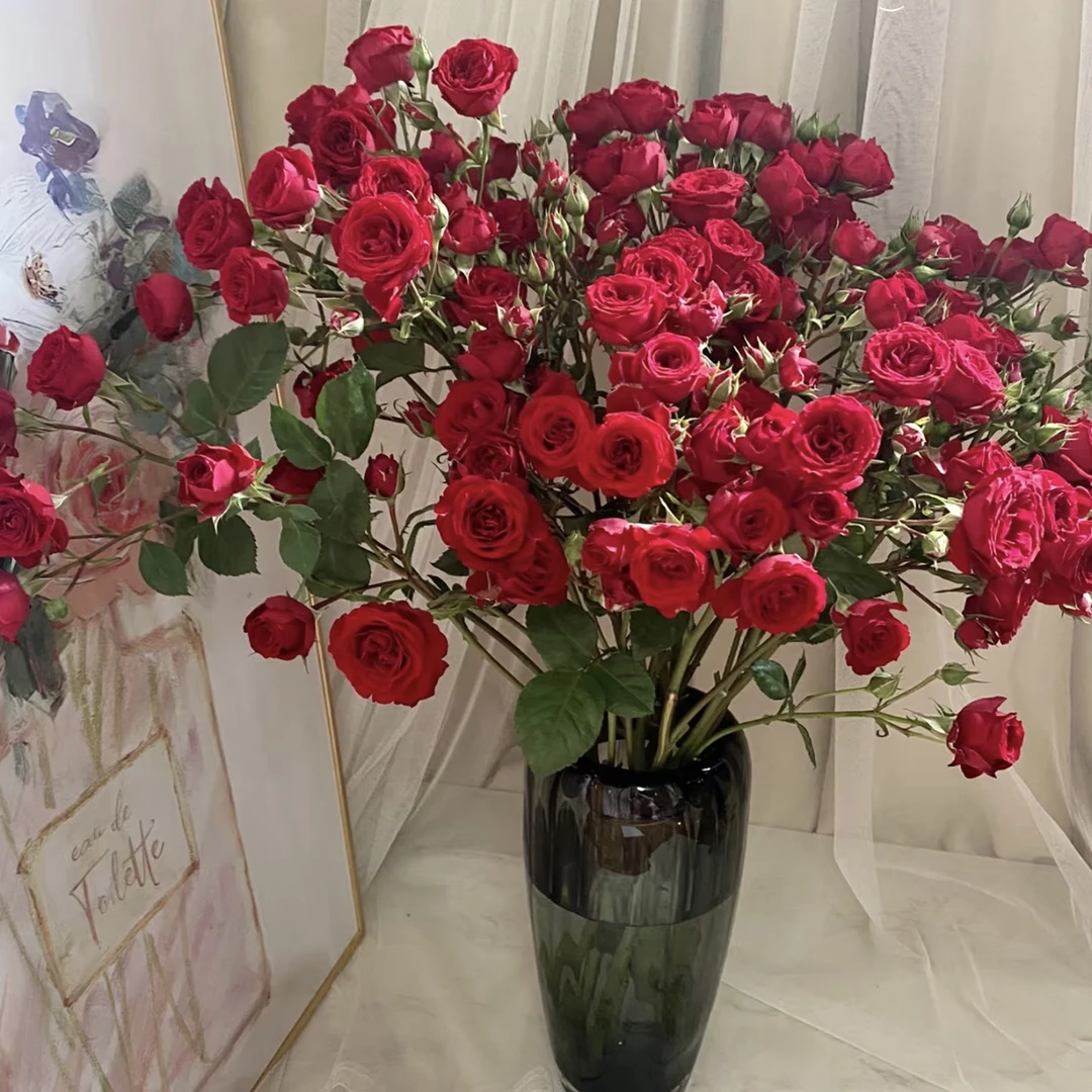 【杨鹏鲜花】小红帽泡泡 多头玫瑰 云南鲜花包邮