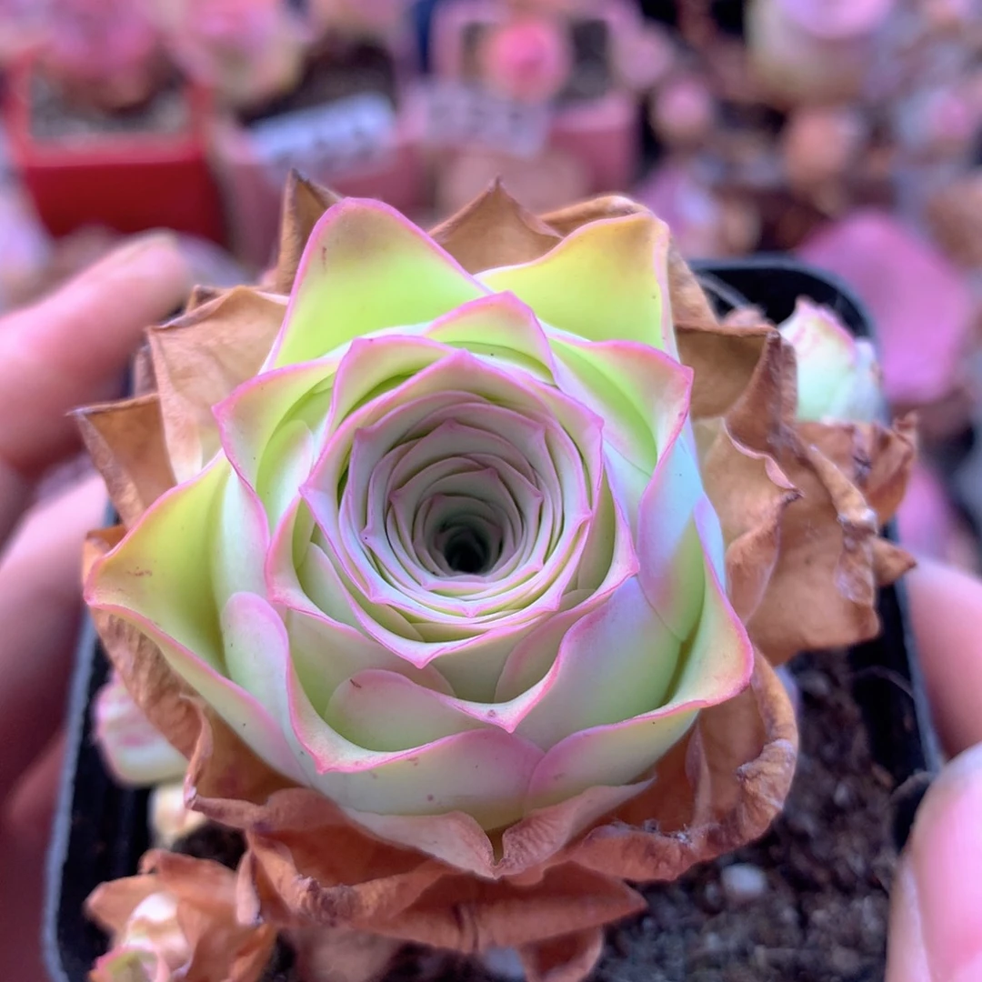 一物一拍殊帕优选027