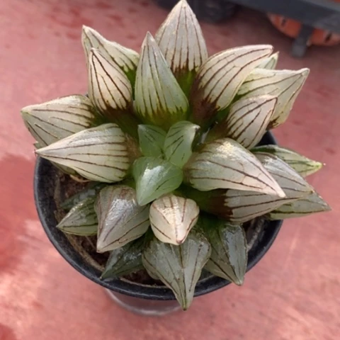 西瓜寿单7仙人球