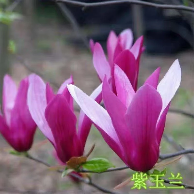 紫玉兰花苗耐寒耐热三季开花盆栽地栽