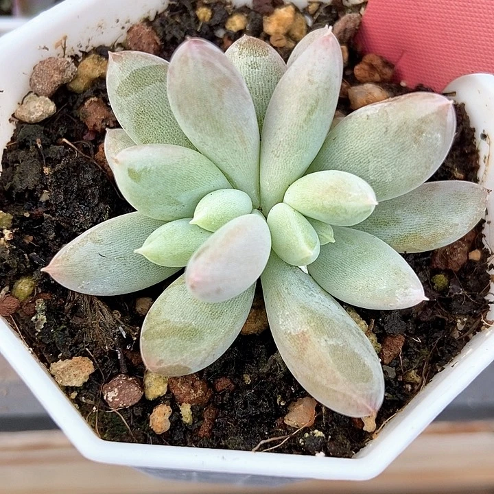 多肉植物哥特萝莉7014