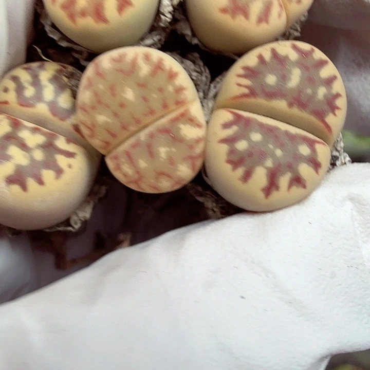 不是一会两回两散吧046