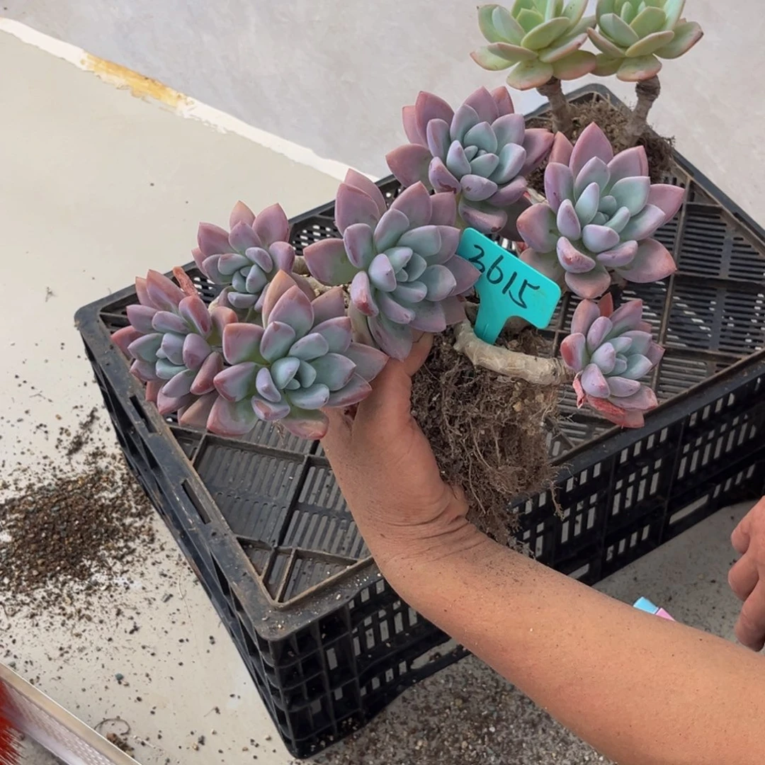 3615号下午多肉植物群生多肉