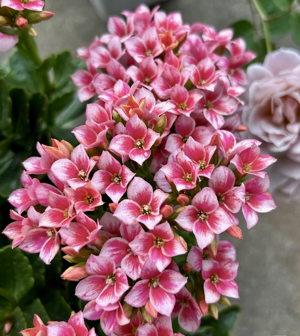 （索罗110盆）基地直发长寿花 稀有单瓣复色品种 带盆盆栽