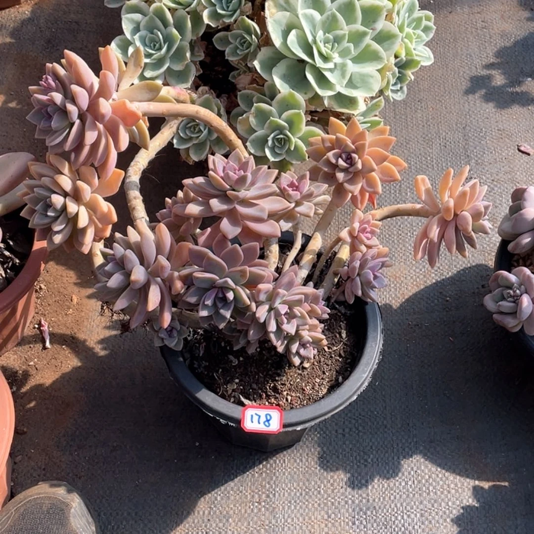 178淡雪 一物一拍多肉