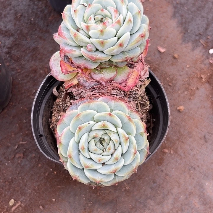 天鹅绒小树。