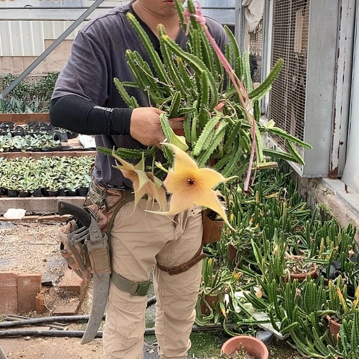 魔罗整盆发货 不带花苞