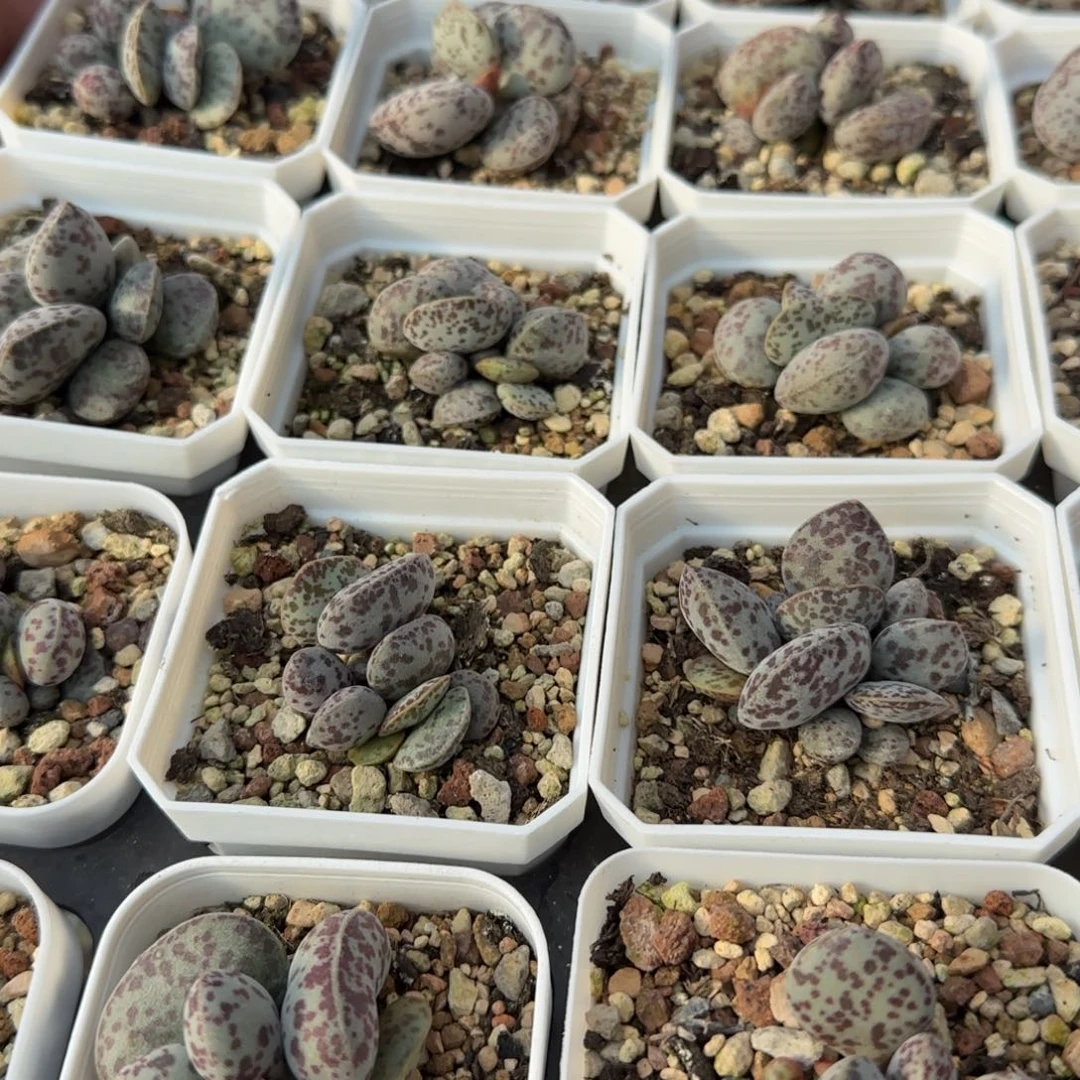 单颗巨型花旦量拍链接