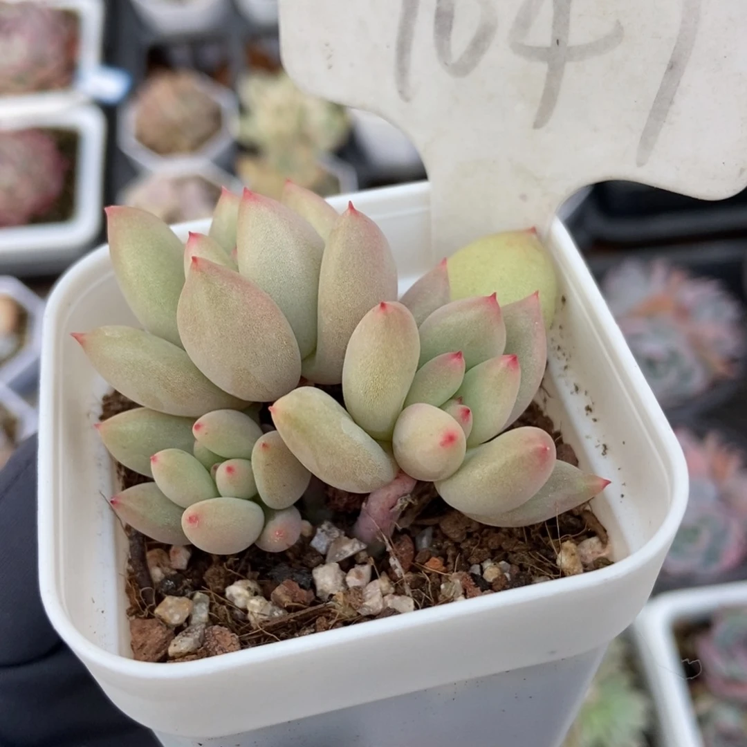 1047岩字多肉植物保护