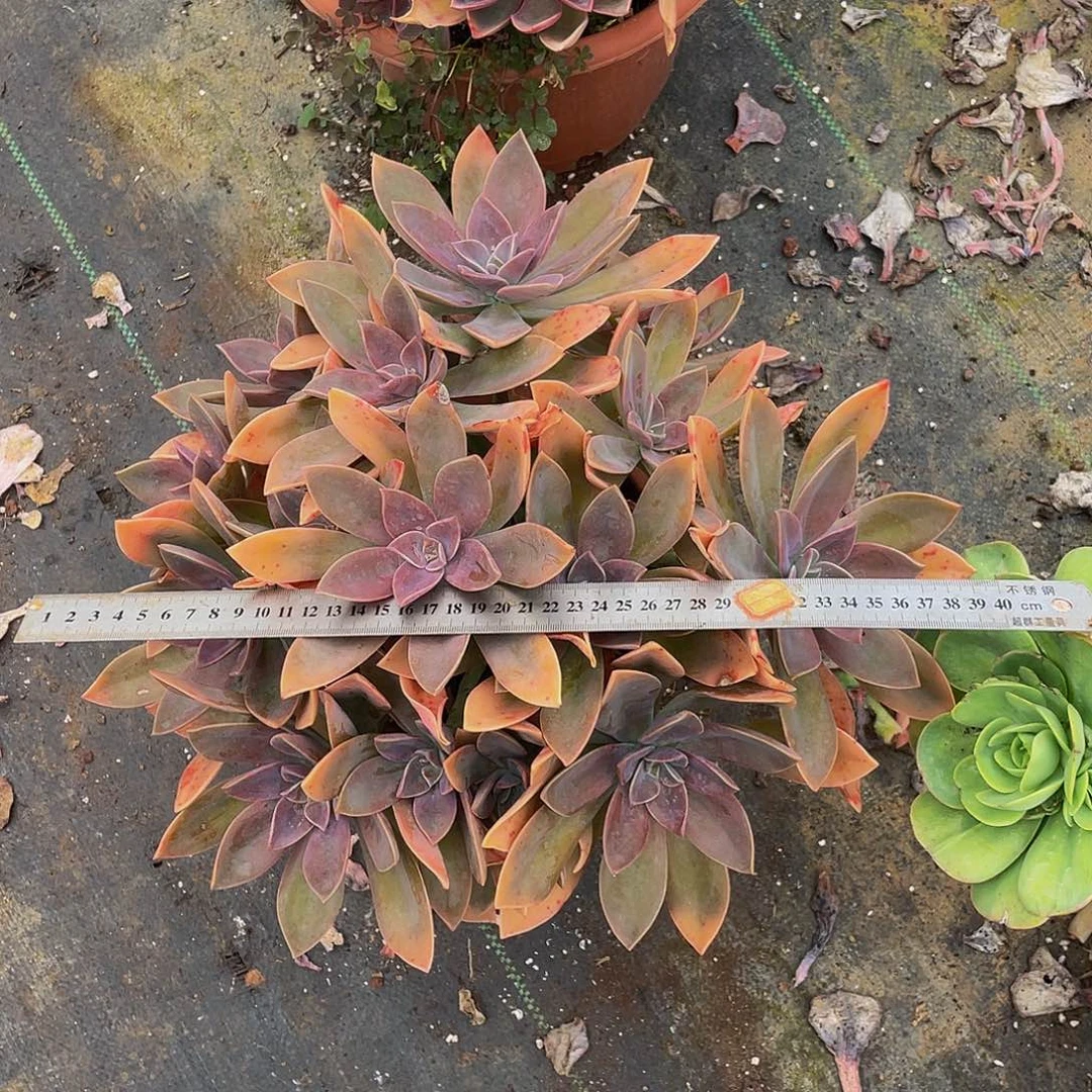 太妃糖48大群多肉