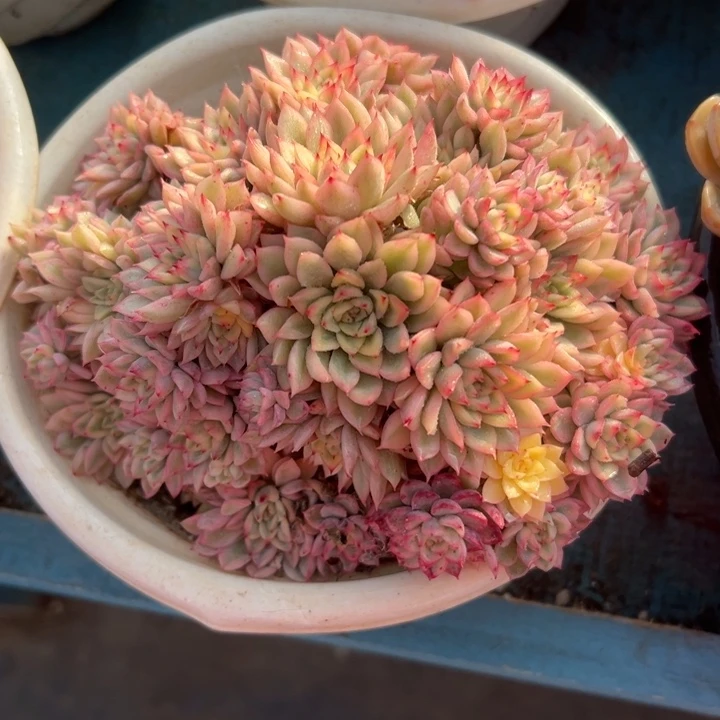 精品多肉植物老桩随机发一棵七彩女雏锦