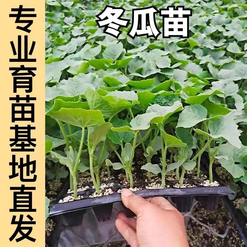 高产黑皮大冬瓜苗迷你小冬瓜青皮冬瓜四季满地爬冬瓜绿春冬瓜幼苗