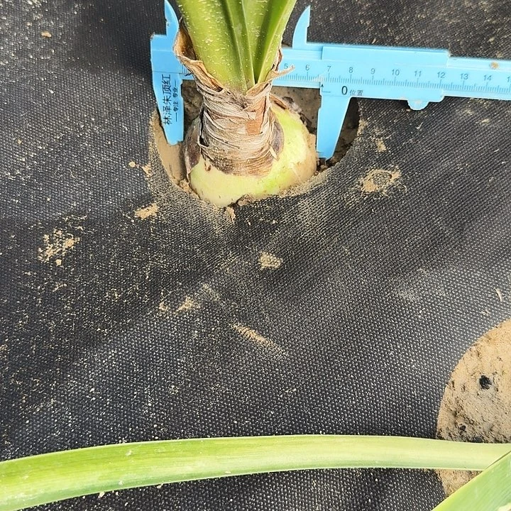 下玄之月朱顶红一棵6.5