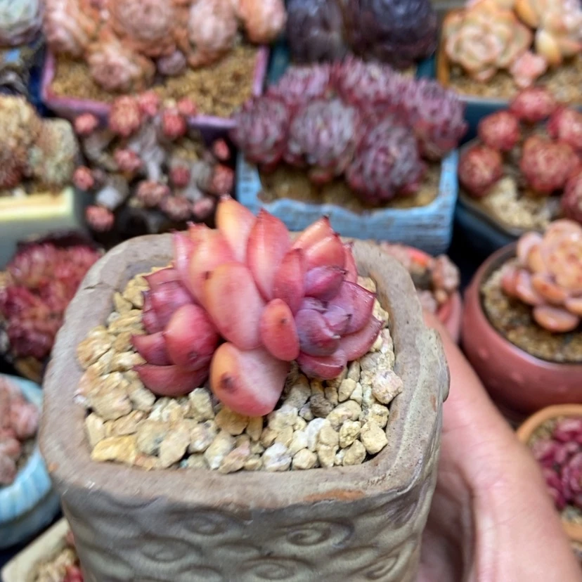 【闪购商品】紫薇双头