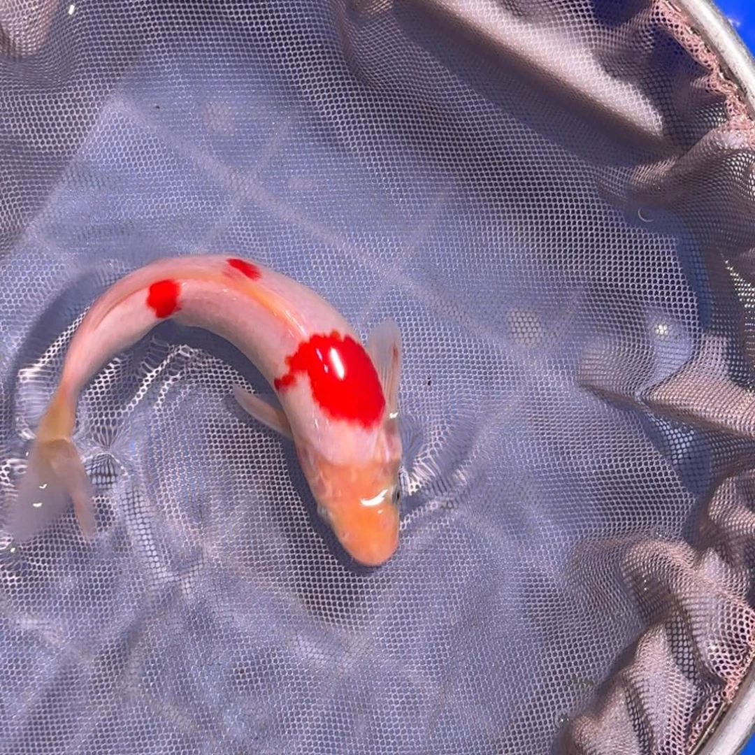 锦鲤精品锦鲤大放漏