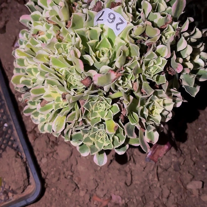 267白凤多肉植物不售后