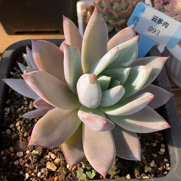 D093- 直播福利 祖母绿