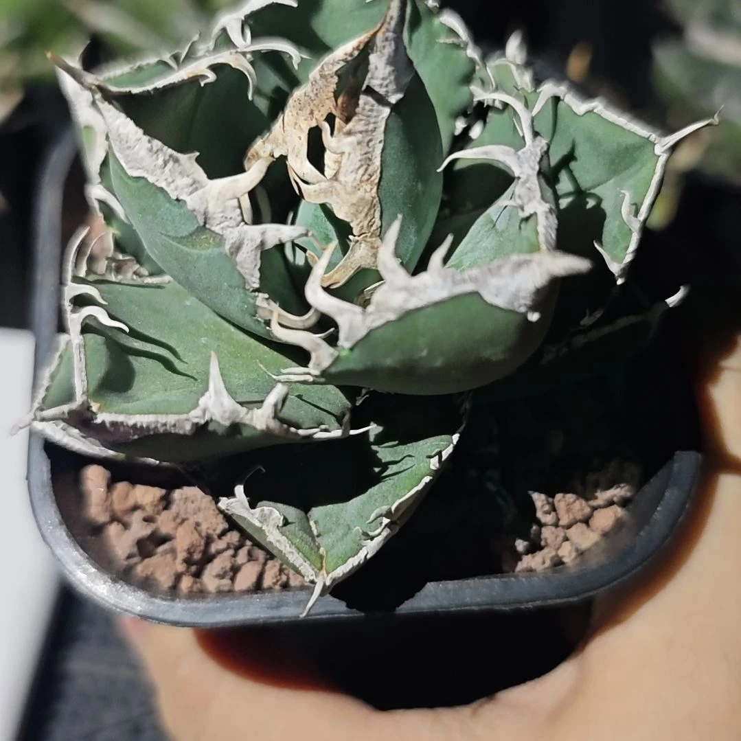 立可白仁王冠龙舌兰