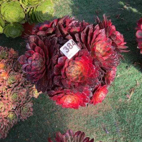 384烟花朵朵多肉，