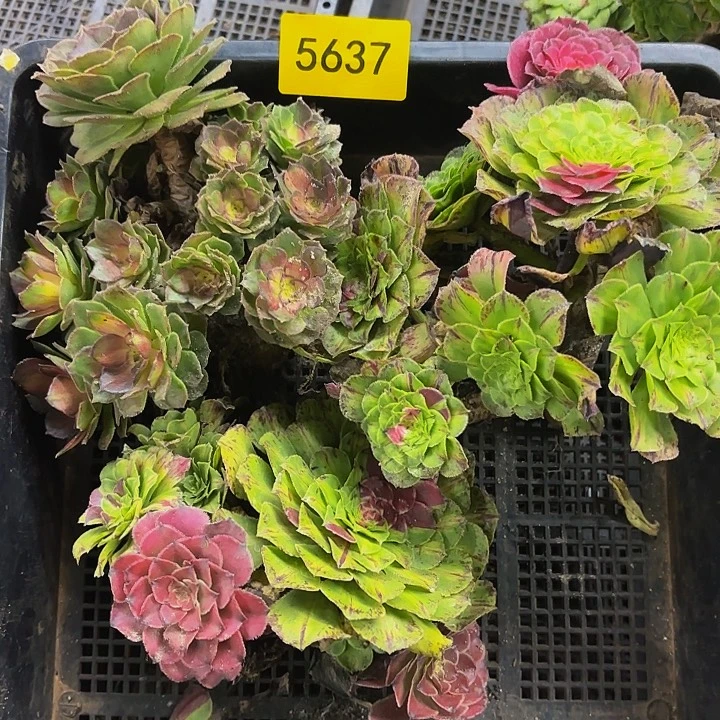 哈哈多肉葡萄福利5637