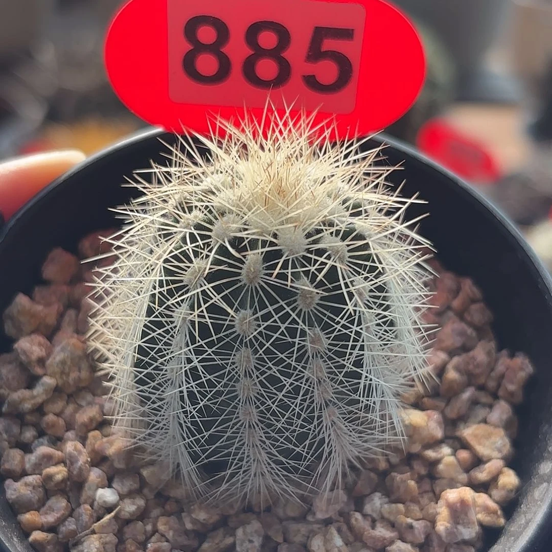 仙人球实生白云虾