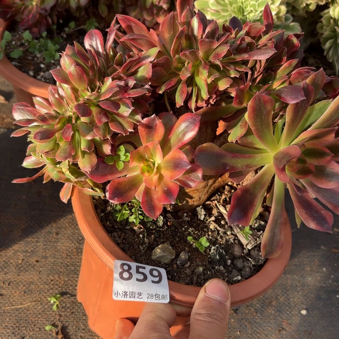 859号洛神缀化多肉植物