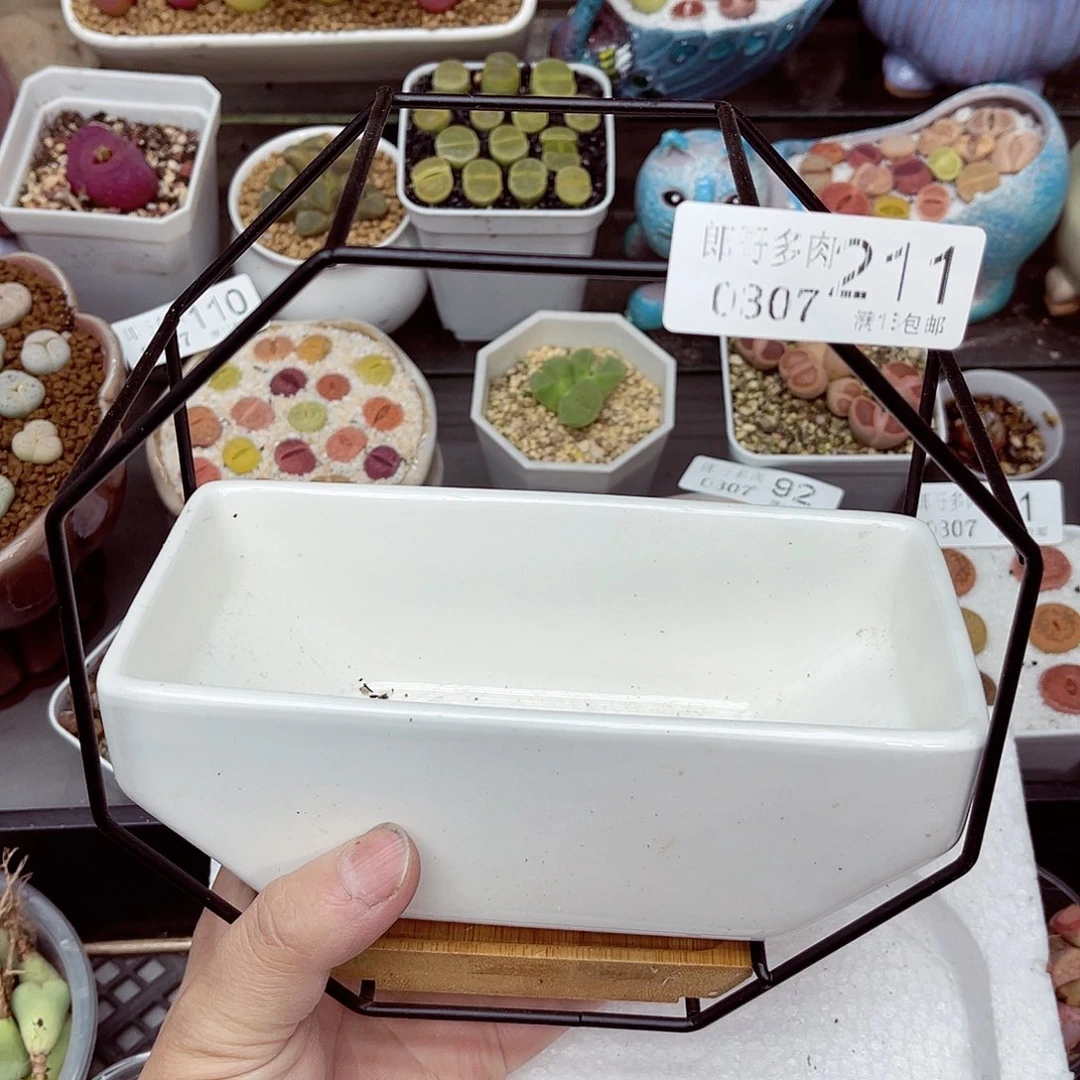 郎哥多肉生石花7-211