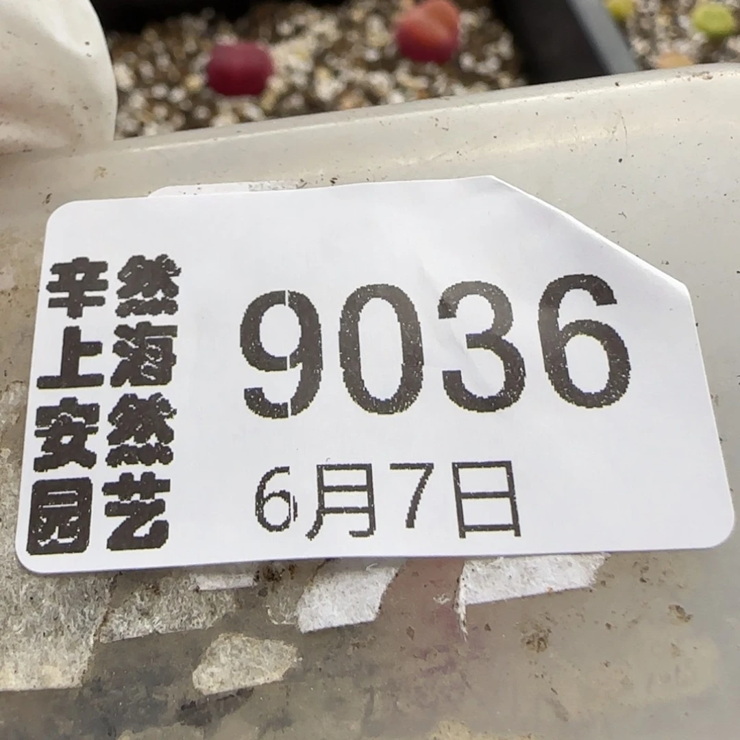 风*月6.7。红樱桃。9036。