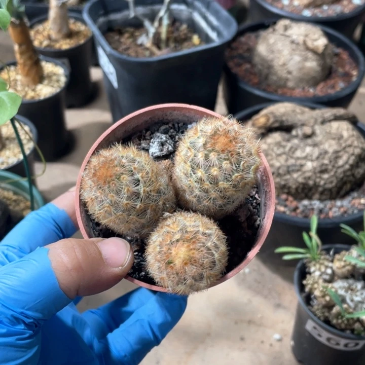 561红刺嘉文丸多头