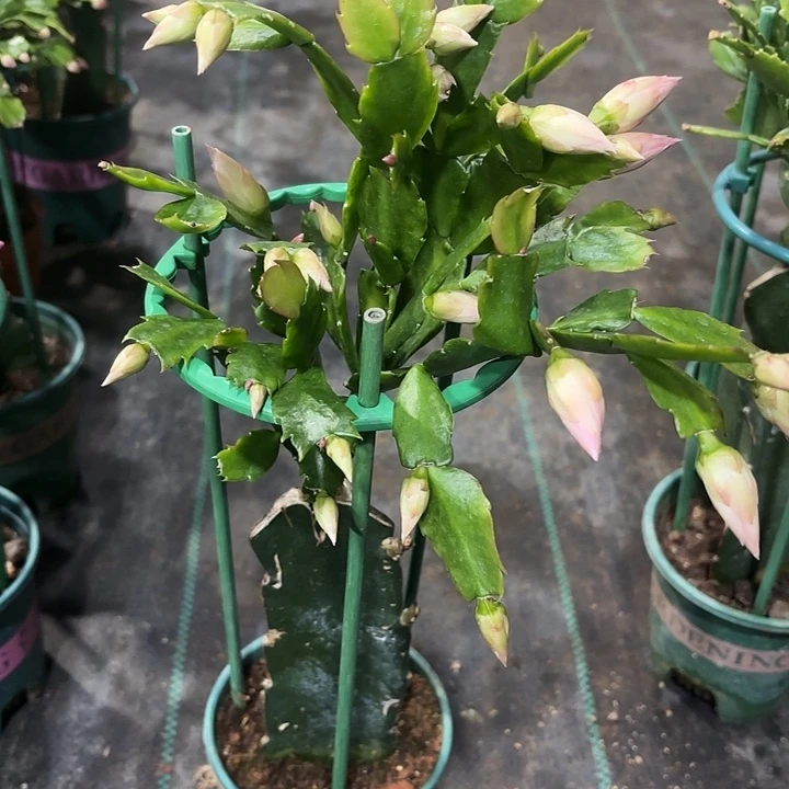 全部花苞3033荷花仙子