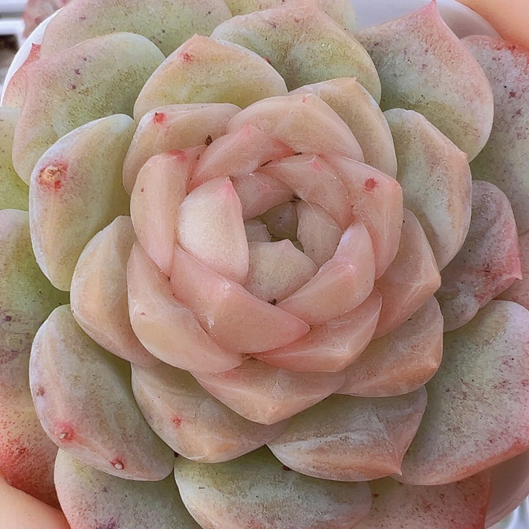 梦幻泡影19by包邮多肉