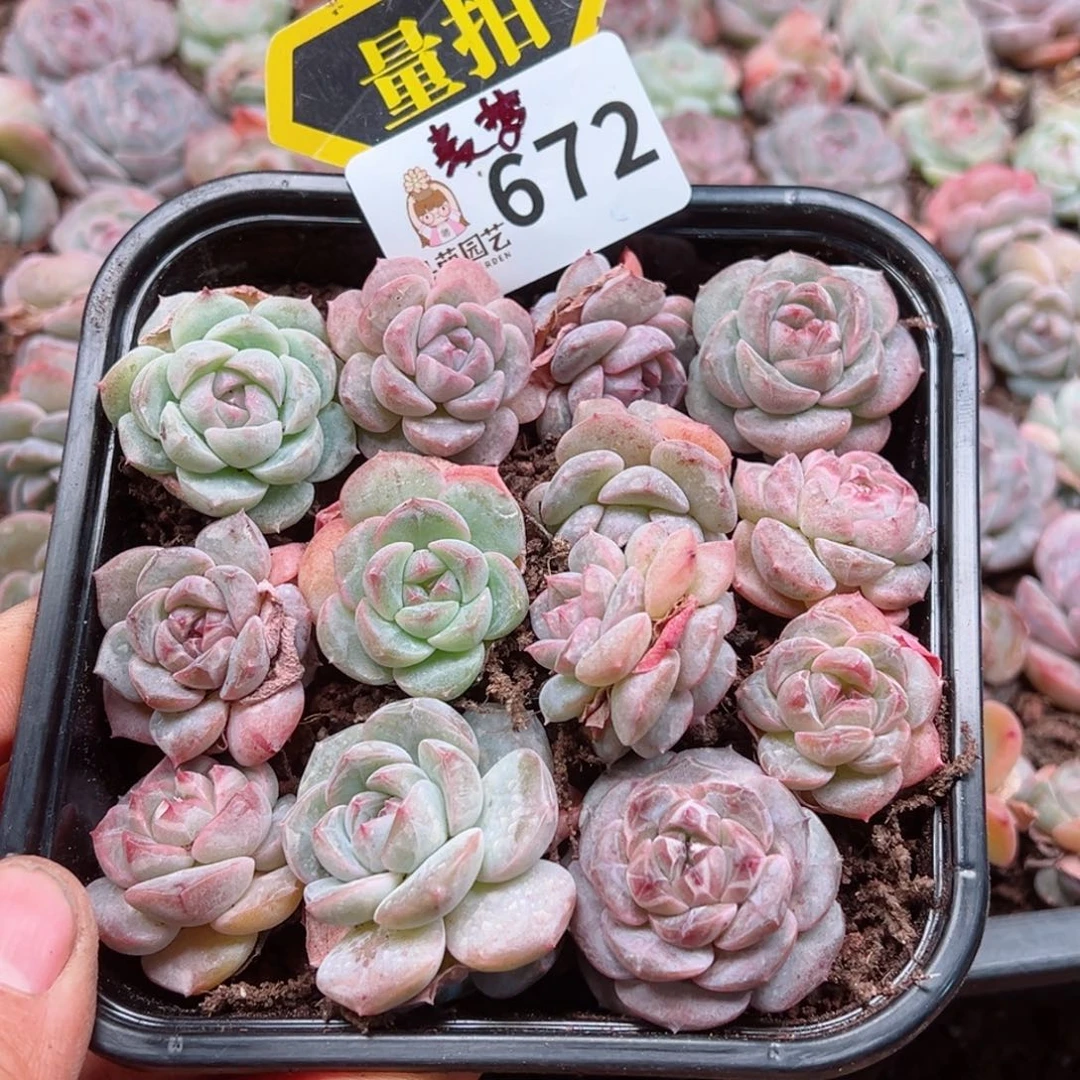 多肉植物多肉植物