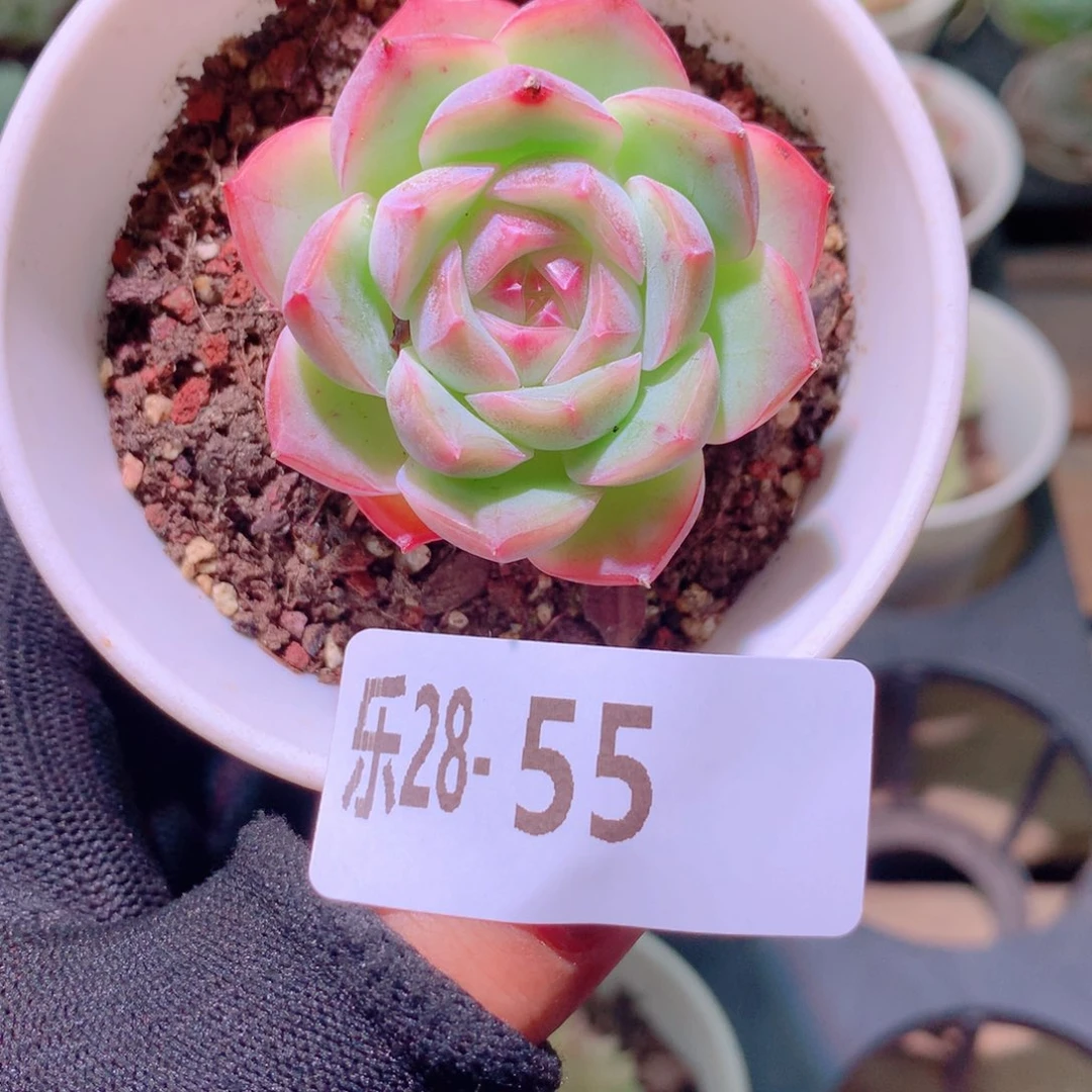 乐然28-55 新品单头