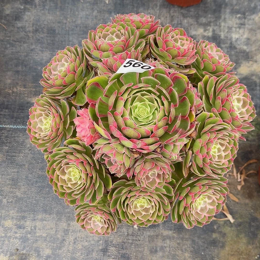 成***机560孔雀翎福利价半木质