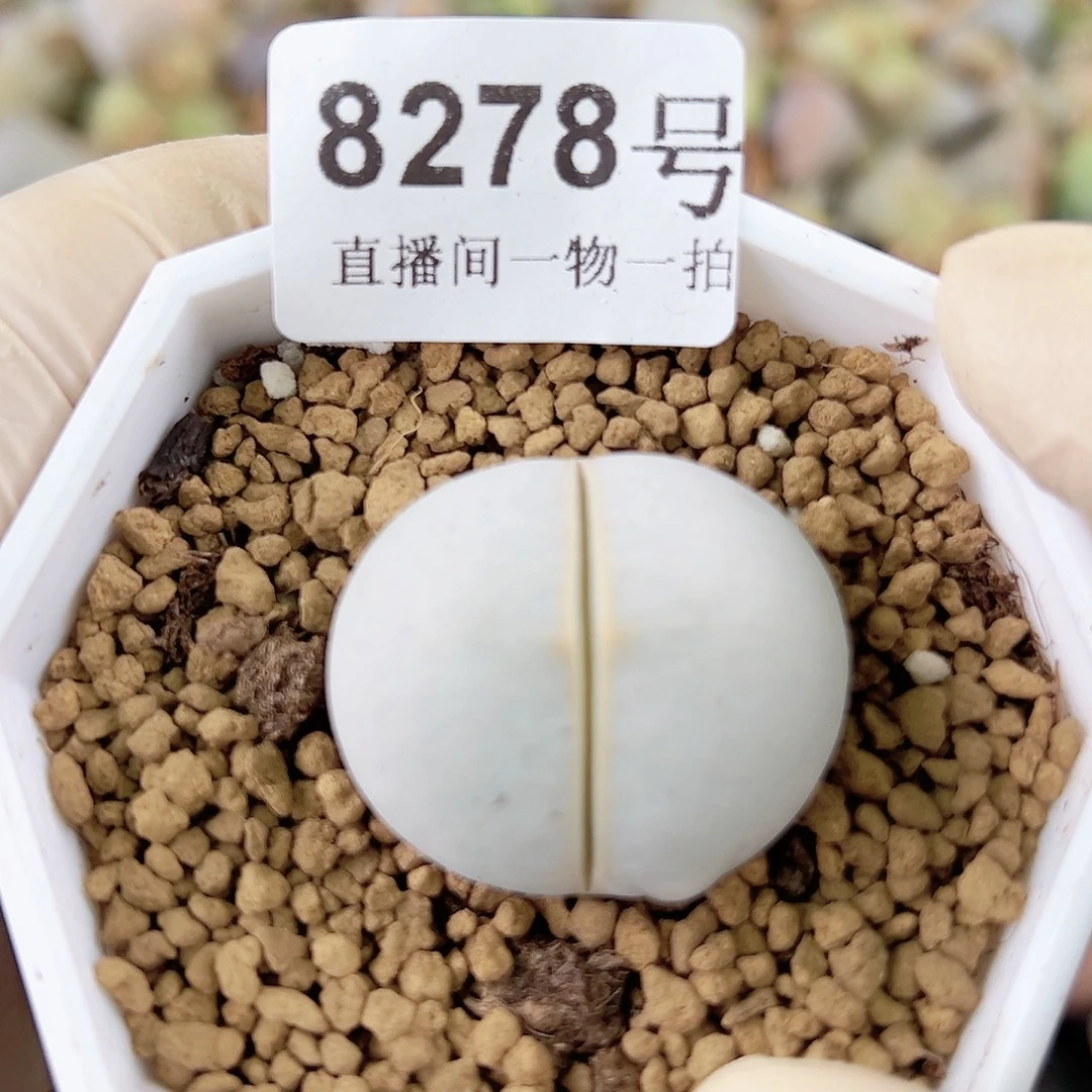 8278 好养易活生石花大母本
