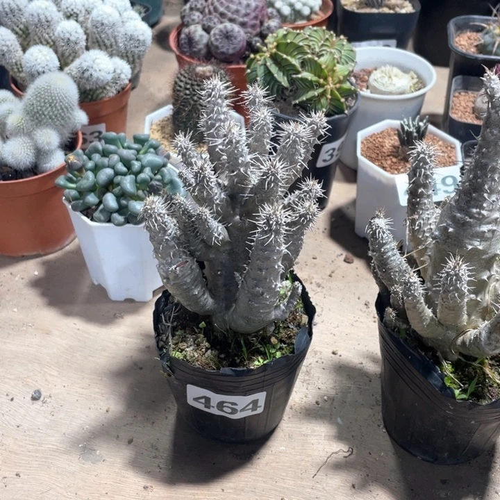 笑**云464莲座棒槌块根