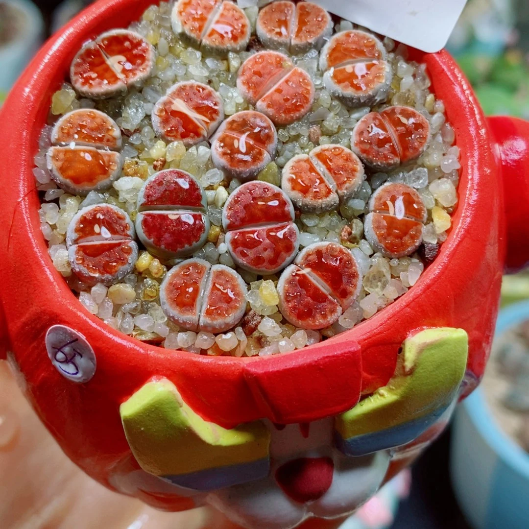 生石花花花花花花花309