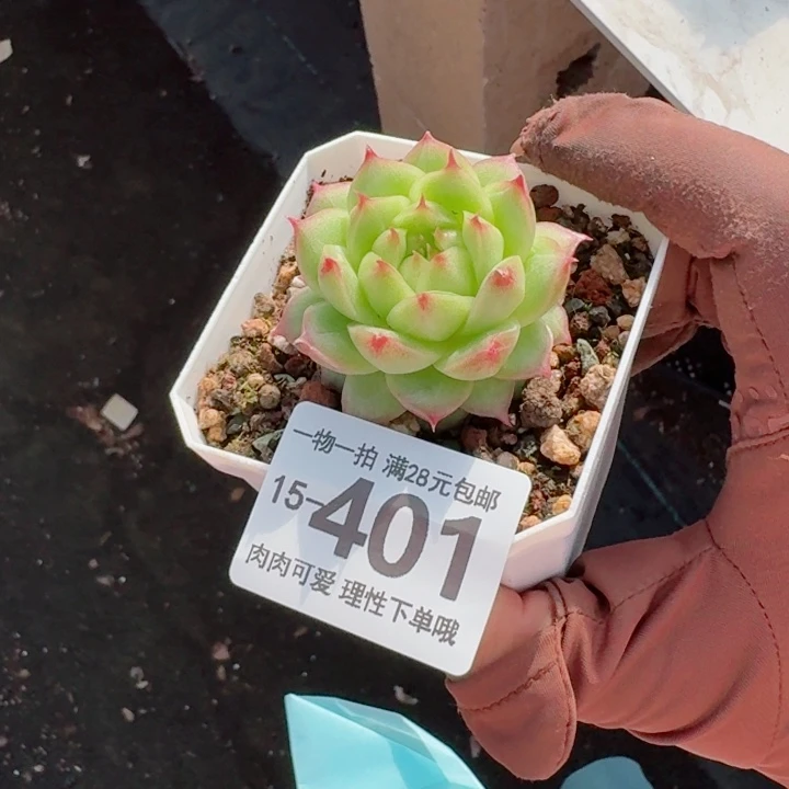 优选珍妮无盆土发货多肉多