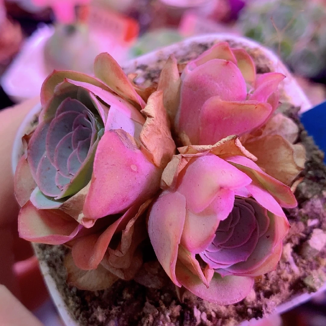 新品孤品一物一拍A44